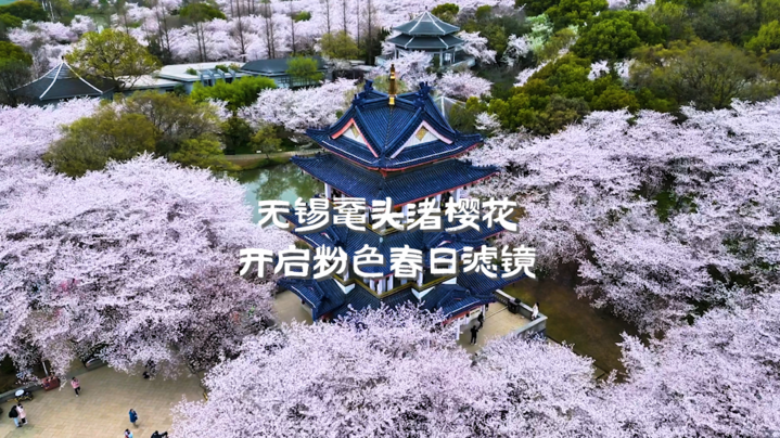 浪漫至极！无锡鼋头渚樱花开启粉色春日滤镜_我苏网