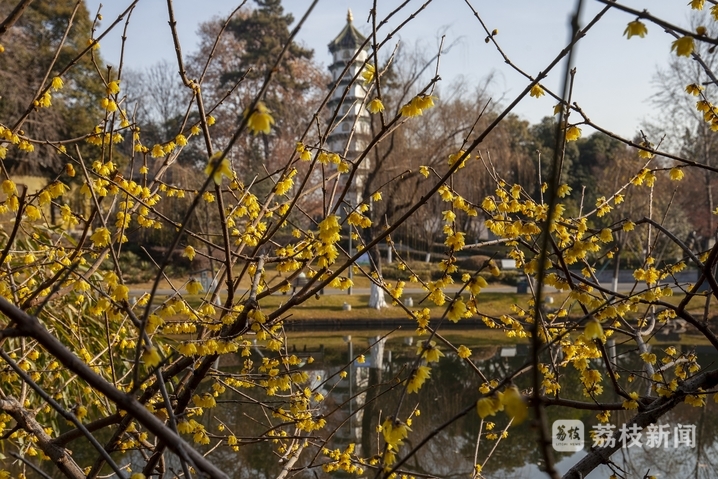 目前，玄武湖的蜡梅已陆续开放，梁洲金陵盆景园及闻鸡亭周边的蜡梅尤为繁盛，花期可至农历二月。