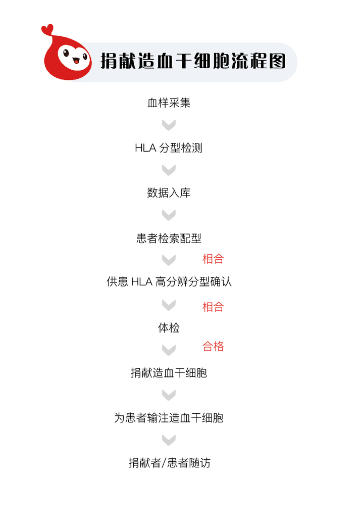 捐献造血干细胞流程