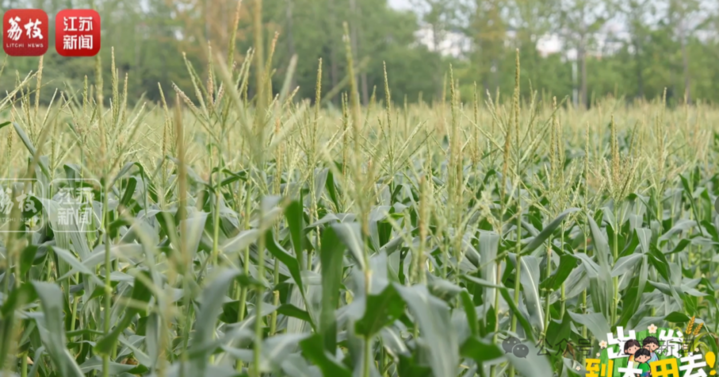 草地上的植物
描述已自动生成