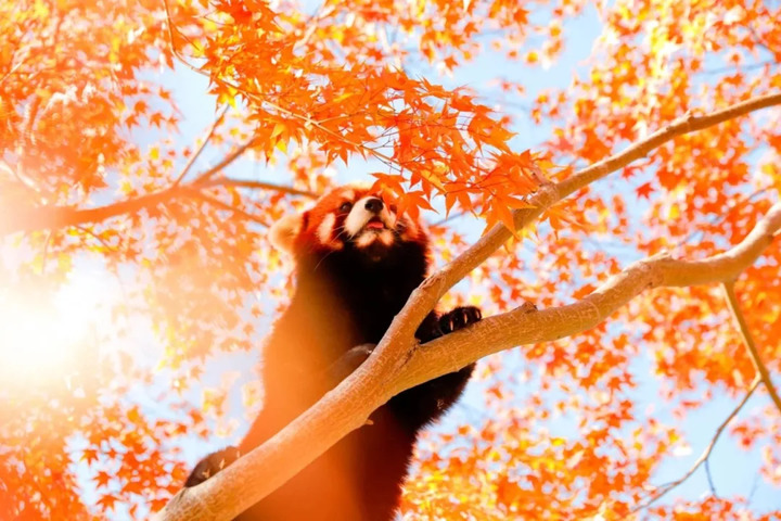 小熊猫壁纸上线🍎 _ 你要的全拿走‼️_6_江苏淹城野生动物世界_来自小红书网页版.jpg