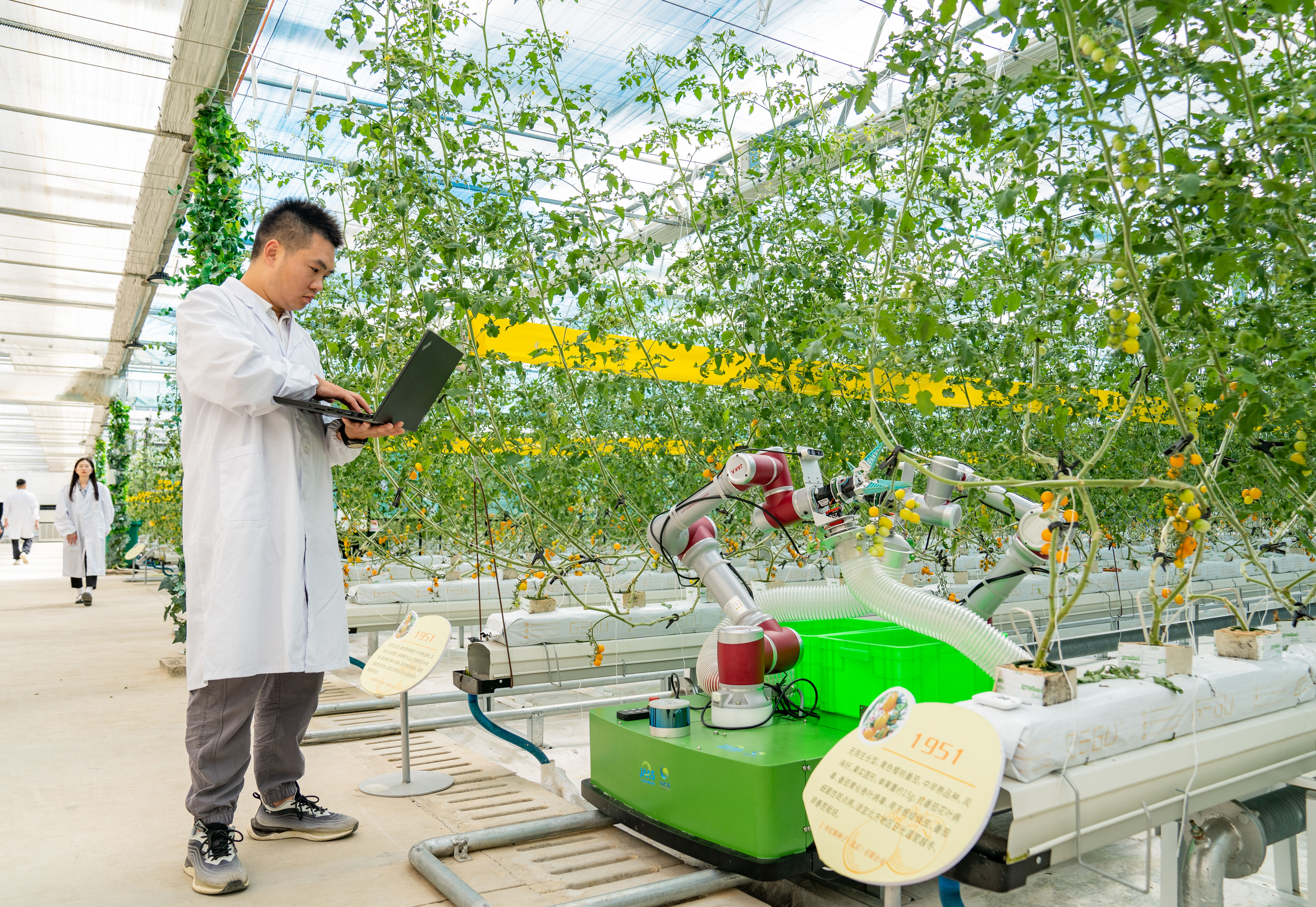 在南京的数字温室果蔬大棚里，江苏省农科院智慧农业创新团队用科技“找回”儿时番茄味道。“AI小番茄”年亩产达到2万多斤，一亩地年产值达到数十万元。